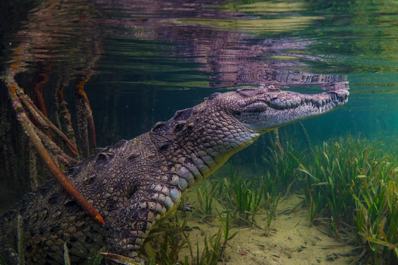One of the most striking residents of the Gardens is one you might not expect to find on a coral reef: the American crocodile.
